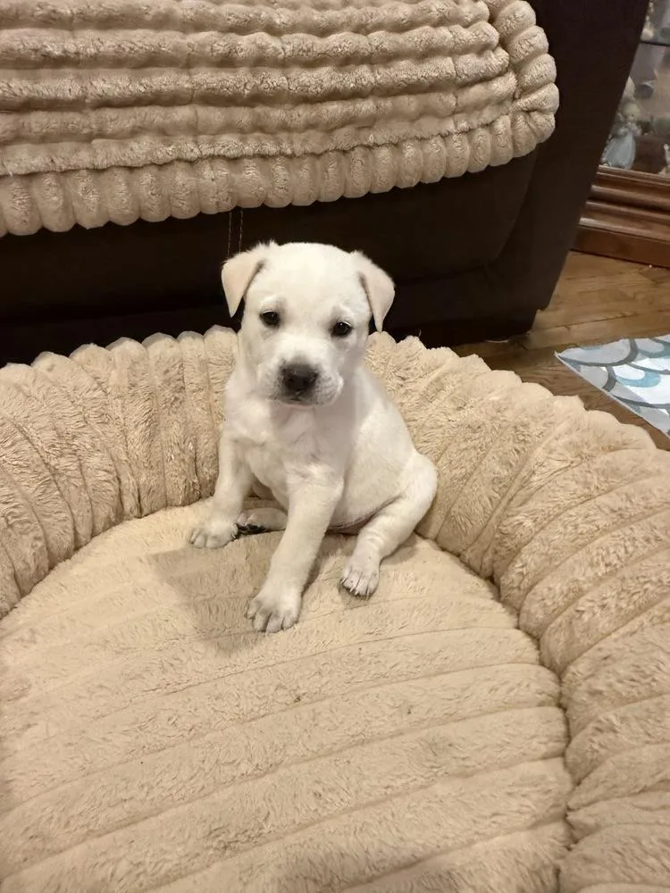 A baby large-sized male White / Cream Labrador Retriever dog named Ranger for adoption in Greenlawn, NY