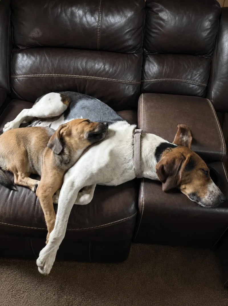 An adult large-sized female Treeing Walker Coonhound dog named Silver for adoption in TULSA, OK