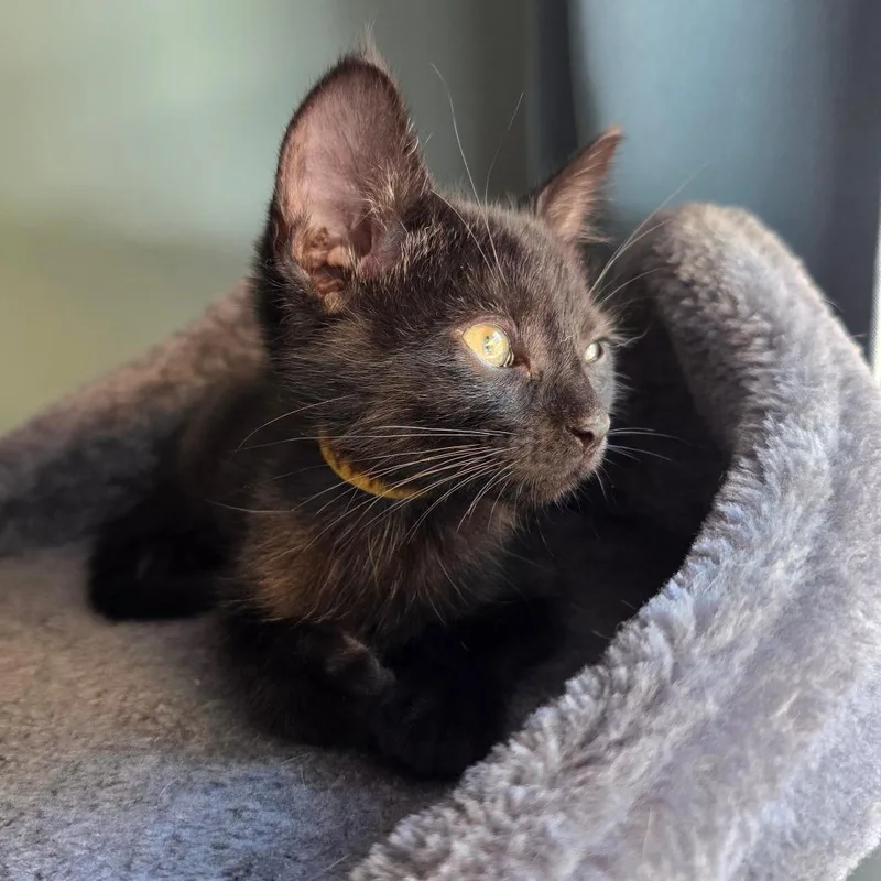 A baby small-sized male Black Domestic Short Hair cat named Jonas for adoption in Normal, IL