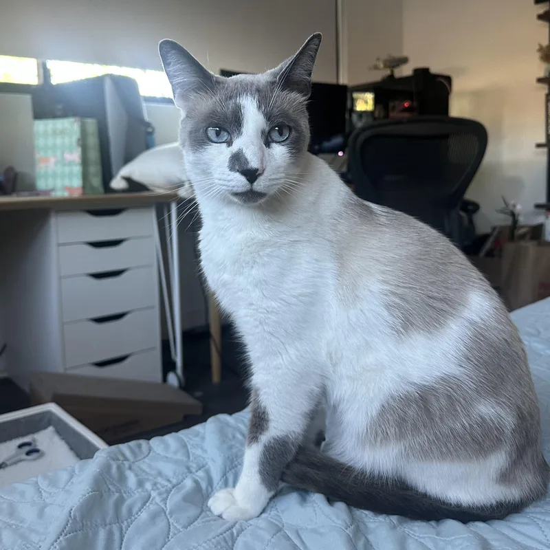 An adult medium-sized male Gray / Blue / Silver Siamese cat named Patches for adoption in Manhattan Beach, CA