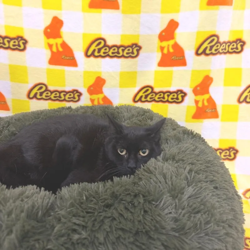 A young medium-sized female Black Domestic Short Hair cat named Margie for adoption in Deerfield, IL