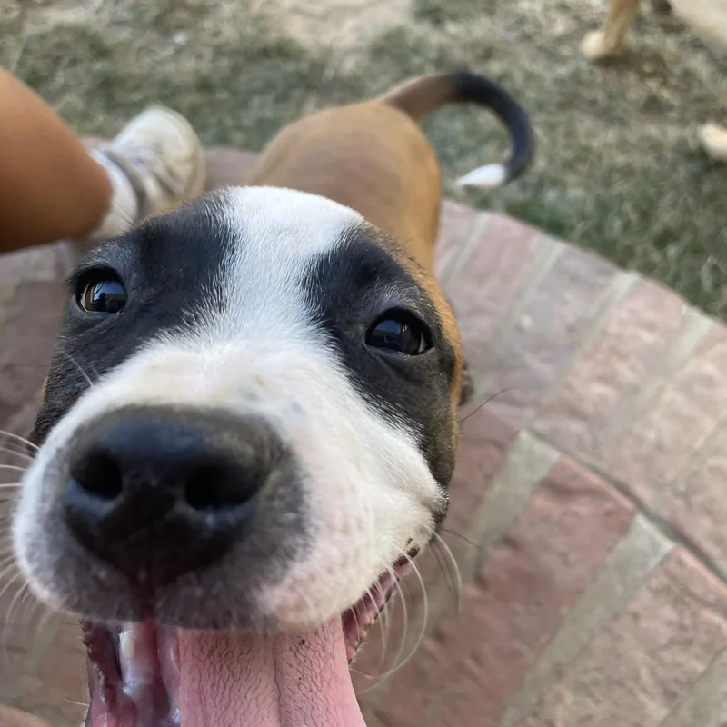 A baby medium-sized male White / Cream Pit Bull Terrier dog named Toby for adoption in Sheridan, AR