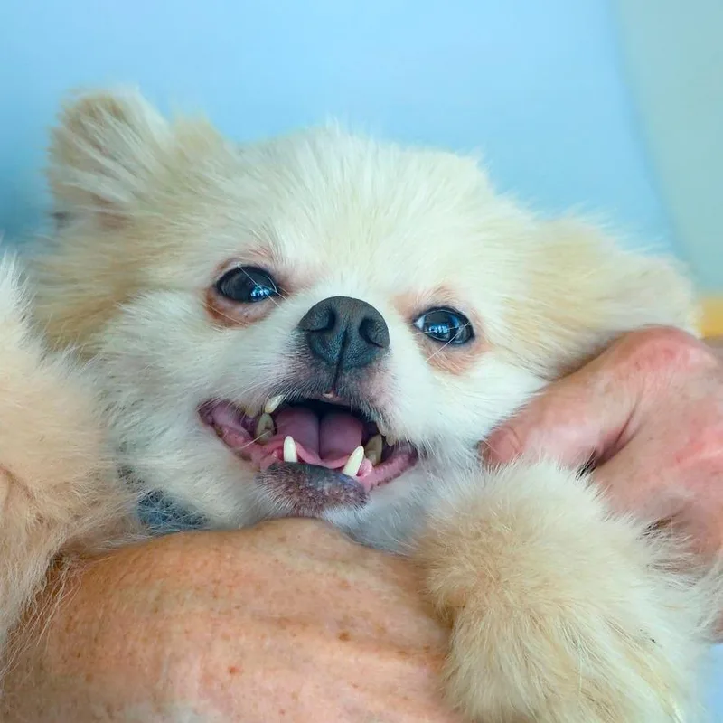A senior small-sized male White / Cream Pomeranian dog named Groot for adoption in Chapel Hill, NC