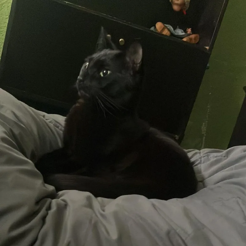 An adult large-sized male Black Domestic Short Hair cat named Loa for adoption in Westhampton, NY