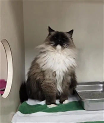 An adult large-sized male Ragdoll cat named Mr. Gimley for adoption in Hagerstown, MD