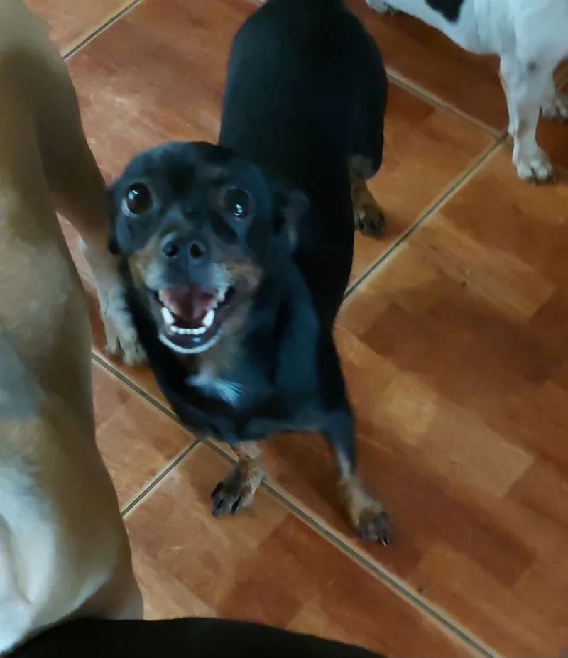 Taylor Ii thumbnail 3