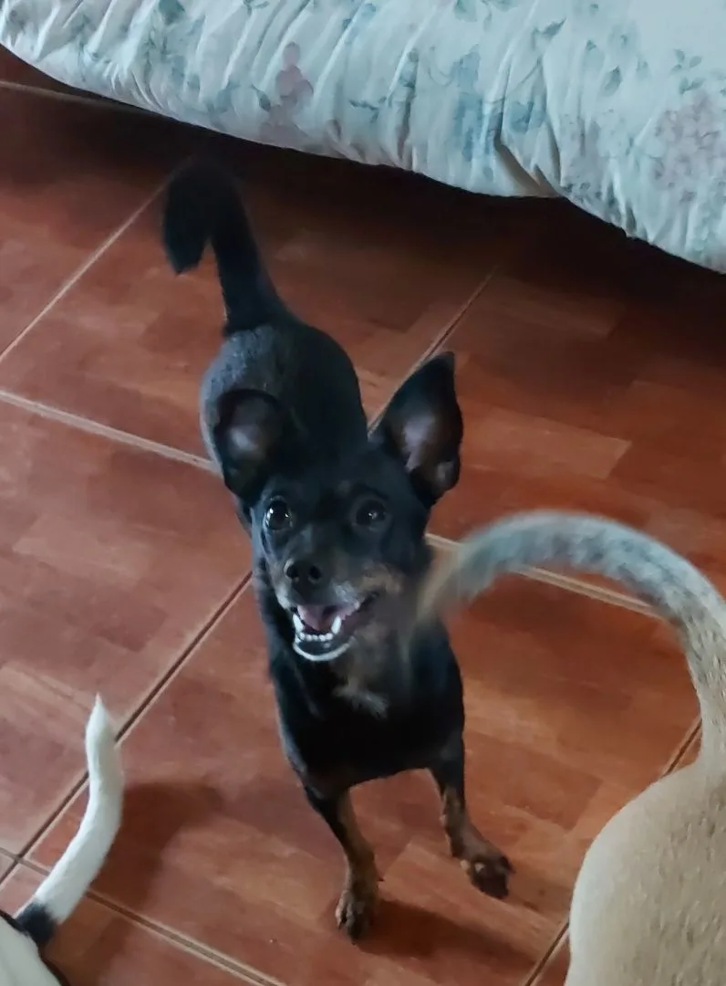 Taylor Ii thumbnail 4