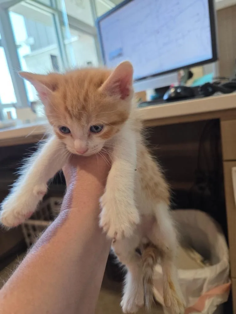 A baby small-sized male Domestic Short Hair cat named Iggy for adoption in Bossier City, LA