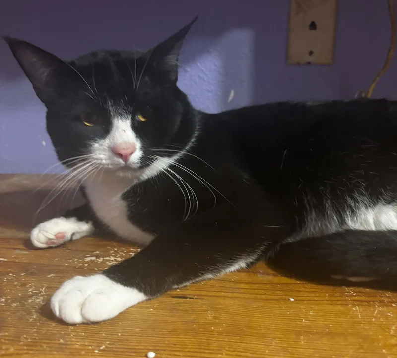 A young medium-sized male Domestic Short Hair cat named Jack for adoption in Okemah, OK