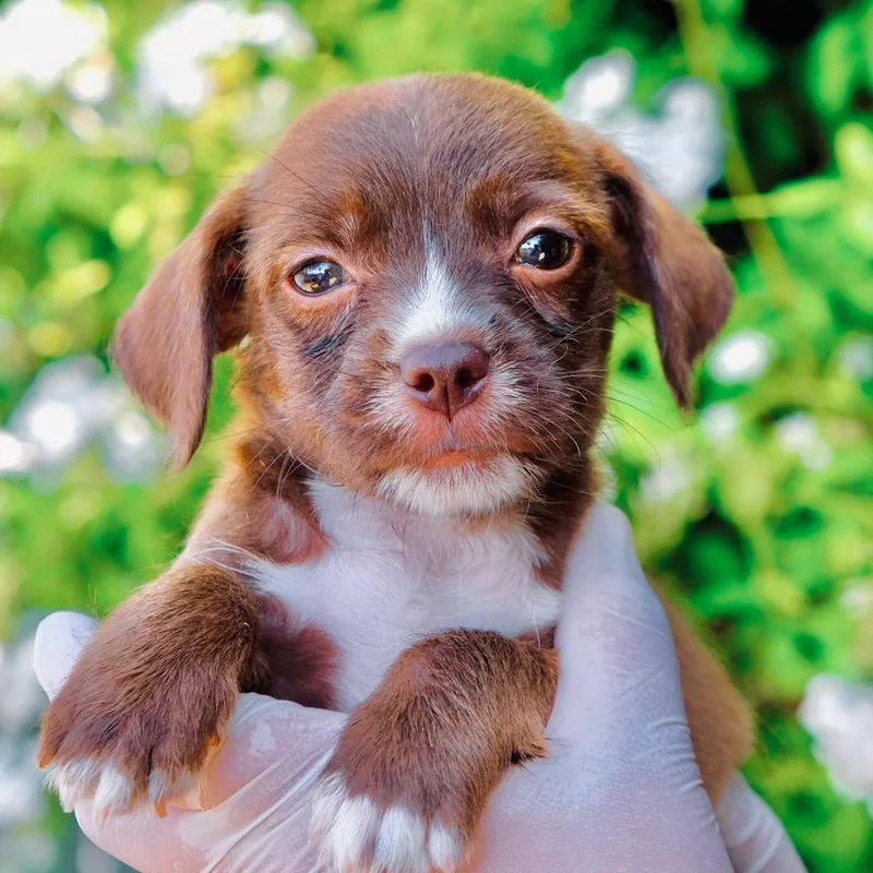 Taro