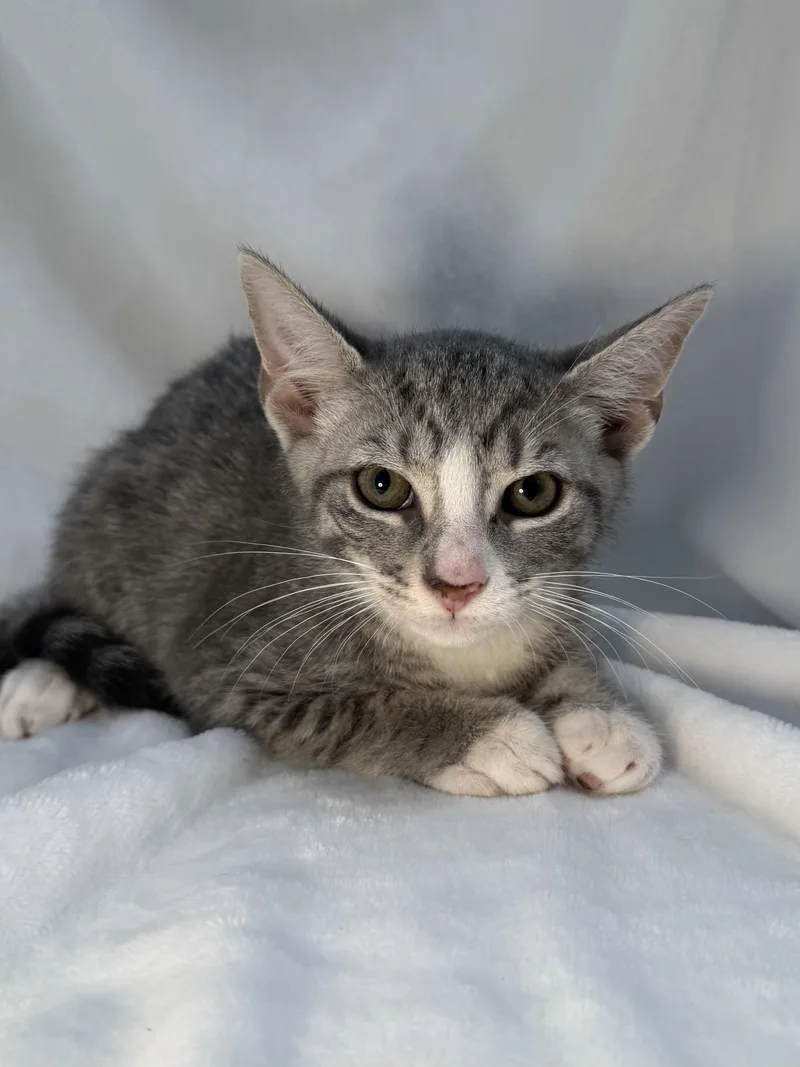 A baby medium-sized male Tabby (Gray / Blue / Silver) Domestic Short Hair cat named Ricky for adoption in Greensboro, NC