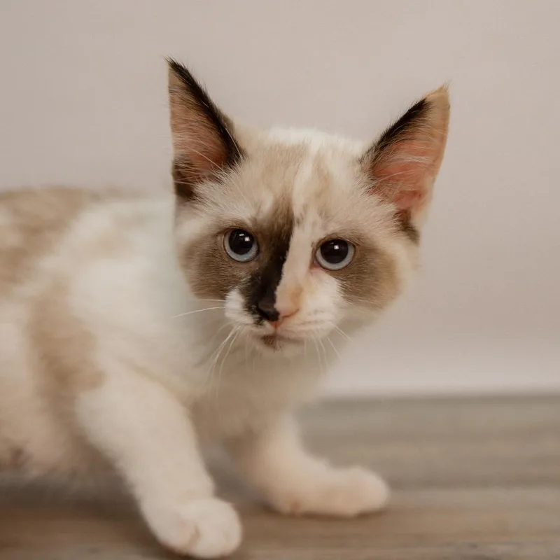 A baby small-sized female Tortoiseshell Domestic Short Hair cat named Grapefruit Spoon for adoption in St. Paul, MN