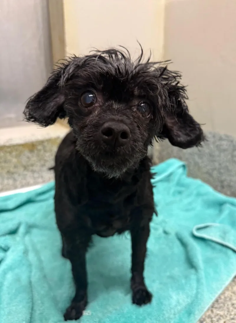 A senior small-sized female Black Yorkshire Terrier dog named Chicki for adoption in Manassas, VA