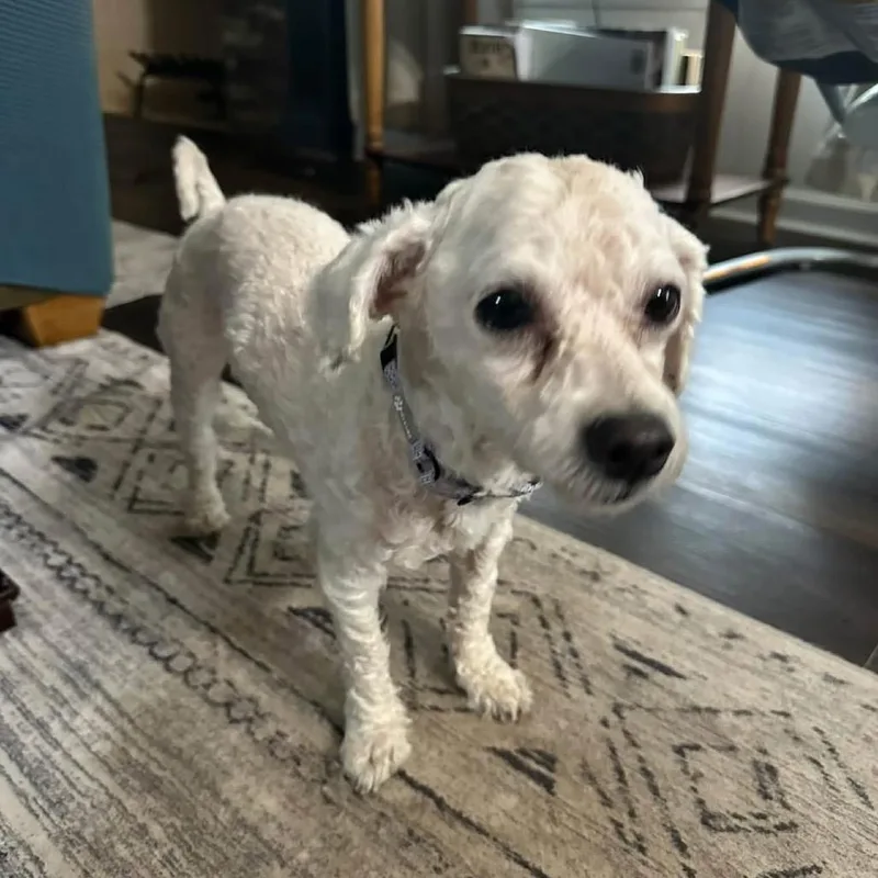 An adult small-sized male Maltese dog named Max for adoption in St. Charles, IL