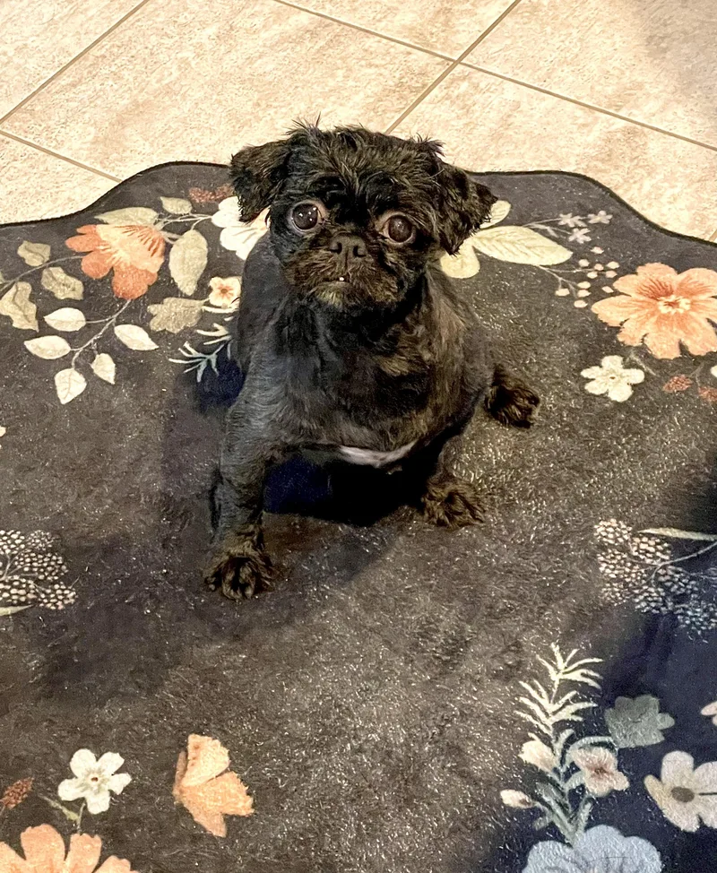 An adult small-sized female Shih Tzu dog named Snookie for adoption in South Lyon, MI