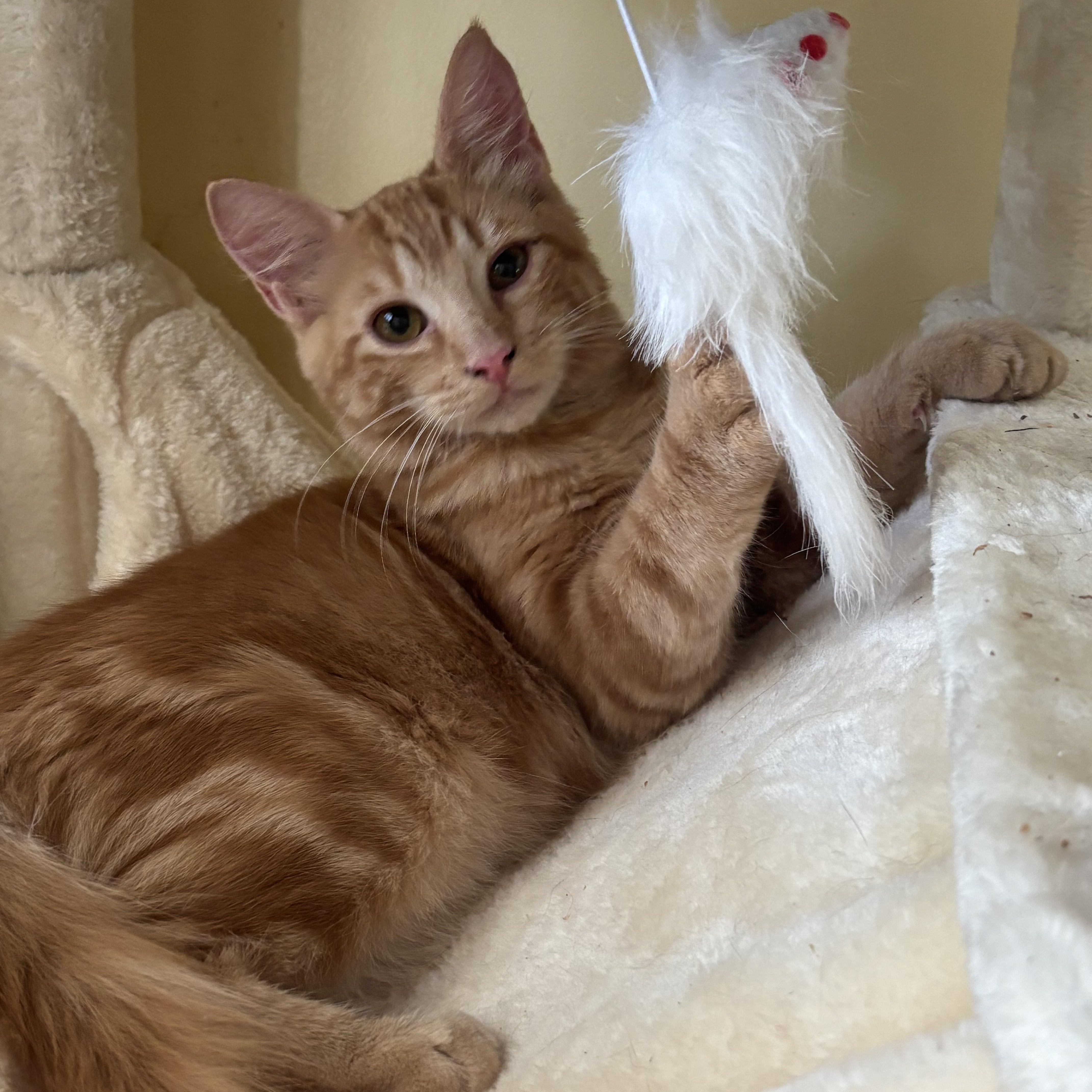 A baby small-sized male Tabby (Orange / Red) Domestic Medium Hair cat named Rufus for adoption in Statesboro, GA