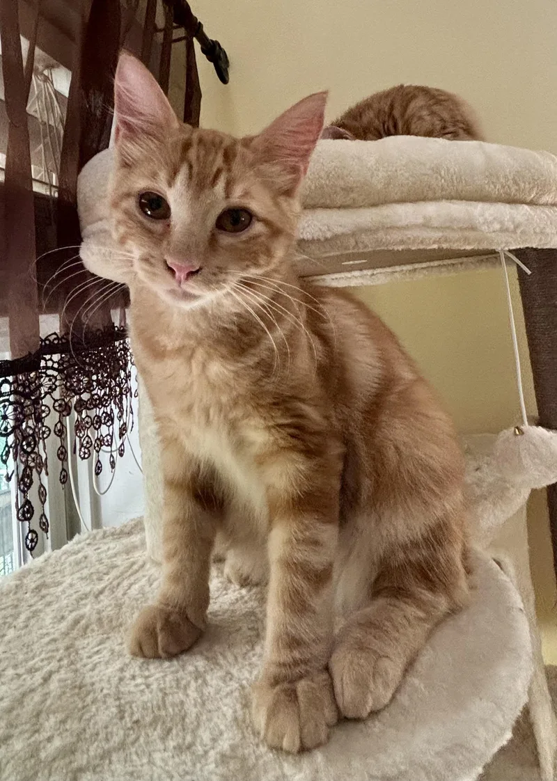 Rufus thumbnail 2