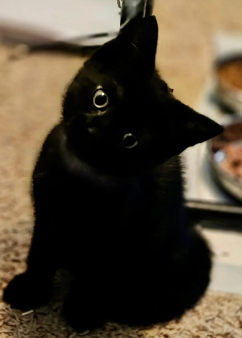 A baby small-sized male Black Domestic Short Hair cat named Poe for adoption in Winchendon, MA