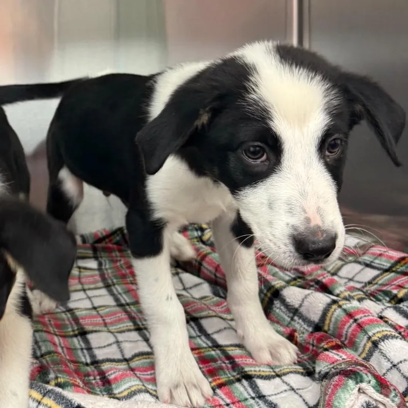 A young small-sized male Mixed Breed dog named Faramir for adoption in Lake Jackson, TX