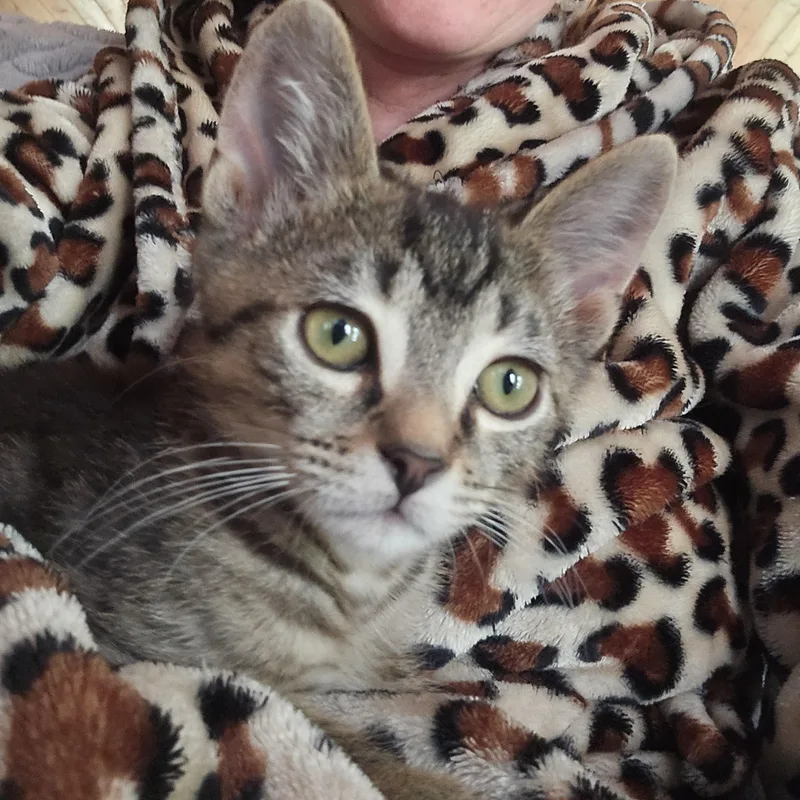A baby small-sized male Tabby (Brown / Chocolate) American Shorthair cat named Kendall for adoption in Beloit, OH