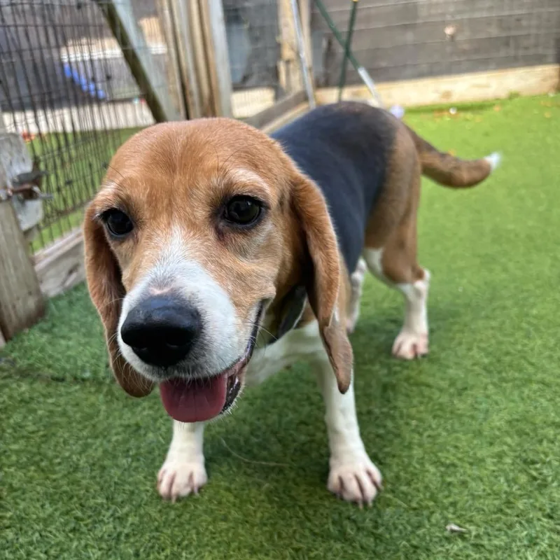 A senior small-sized female Yellow / Tan / Blond / Fawn Beagle dog named Sueetta for adoption in LOXAHATCHEE, FL