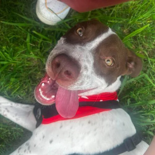 A baby medium-sized male Bicolor Cattle Dog dog named Speck for adoption in Edmond, OK