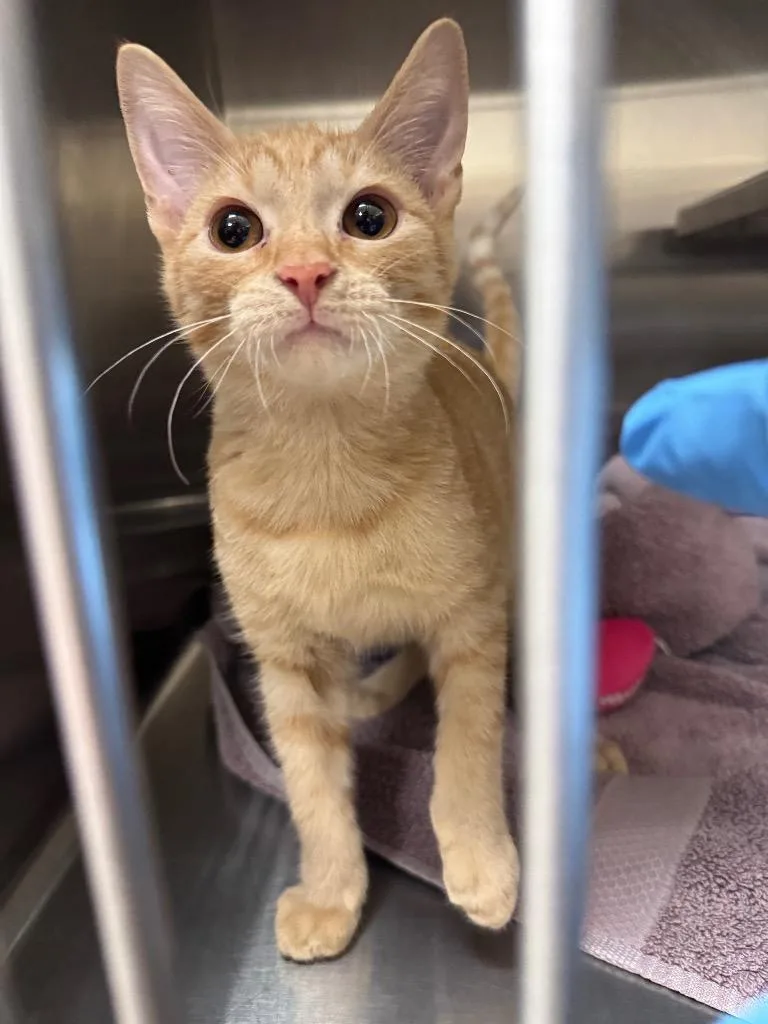 A baby medium-sized male Domestic Short Hair cat named Binx for adoption in Great Bend, KS