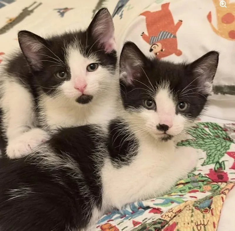 A baby medium-sized male Black & White / Tuxedo Domestic Short Hair cat named Cricket & Cosmo for adoption in Chicago, IL
