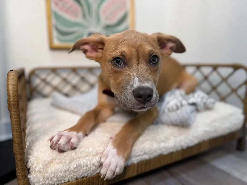 A baby medium-sized male Yellow / Tan / Blond / Fawn Pit Bull Terrier dog named Marley Sunshine for adoption in Friendswood, TX