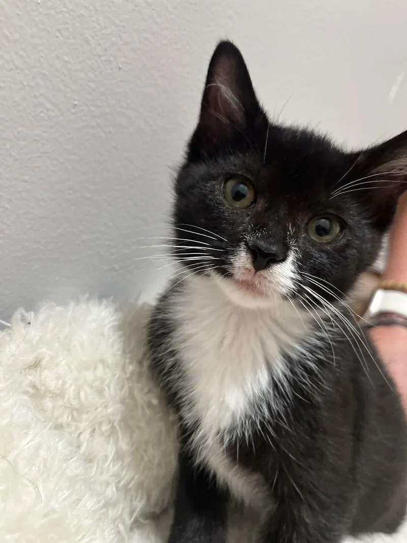 A baby medium-sized female Black & White / Tuxedo Domestic Short Hair cat named Leanna for adoption in Herndon, VA