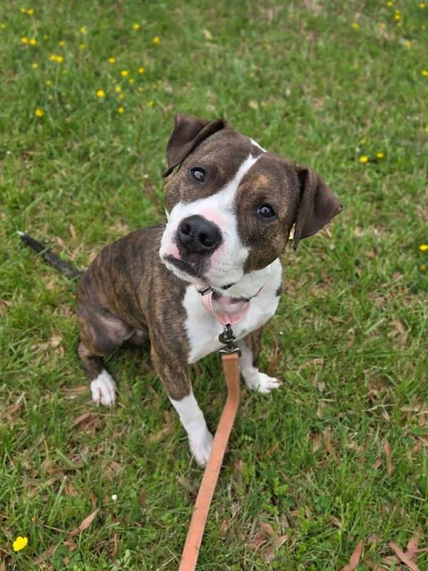 An adult medium-sized male Pit Bull Terrier dog named Butterfree for adoption in Millersville, MD