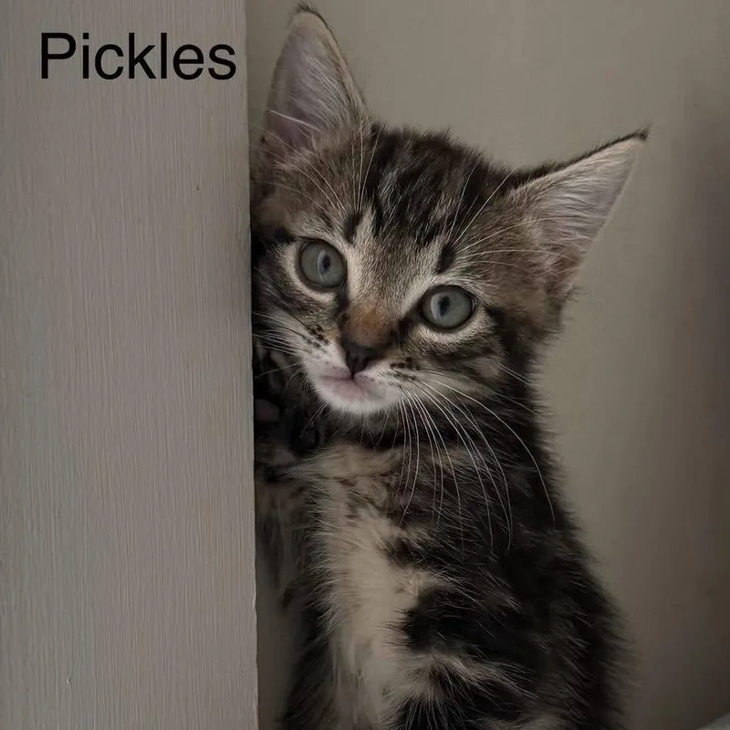 Pickles