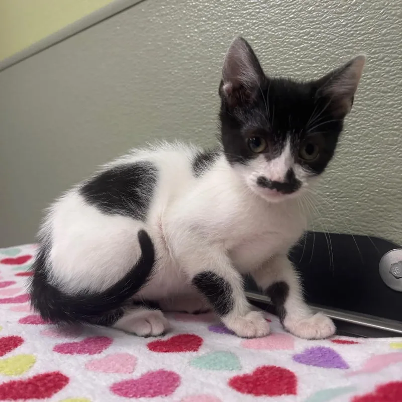A baby small-sized female White American Shorthair cat named Shady for adoption in Kyle, TX