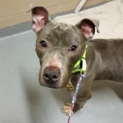 A young medium-sized male Gray / Blue / Silver Pit Bull Terrier dog named Cash for adoption in Tacoma, WA