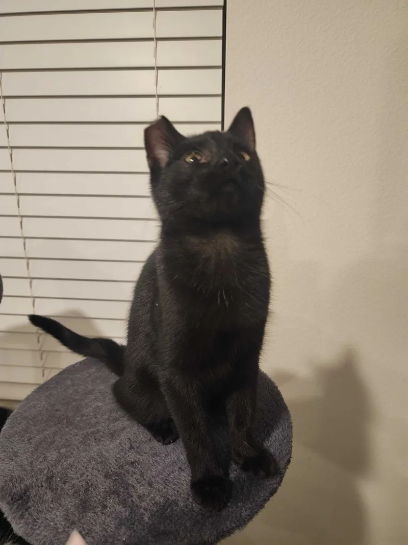 A young medium-sized female Black Domestic Short Hair cat named Pure for adoption in Riverside, CA