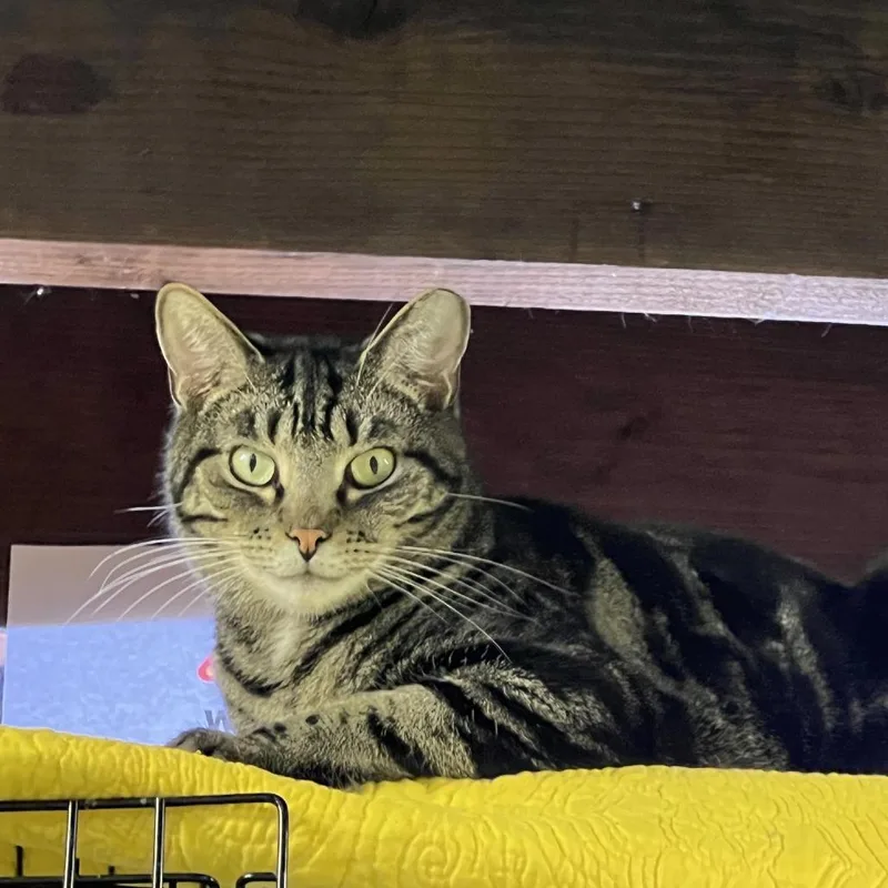 An adult large-sized male Brown / Chocolate Domestic Short Hair cat named Geronimo for adoption in Pittsburgh, PA
