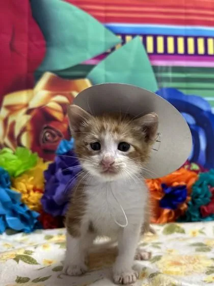Alamo