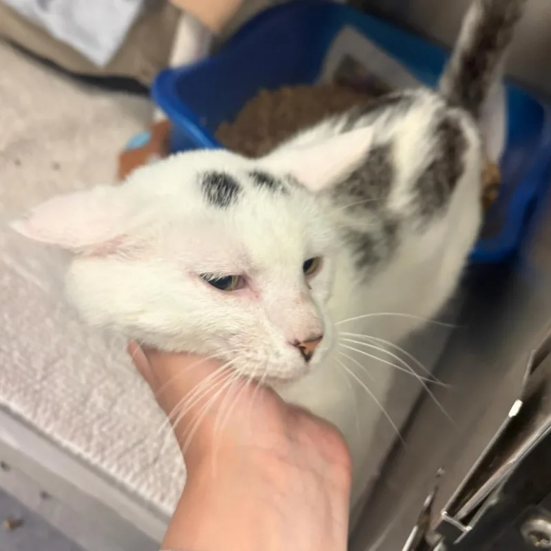 A young medium-sized male White Domestic Short Hair cat named Razzmatazz for adoption in Charlottesville, VA