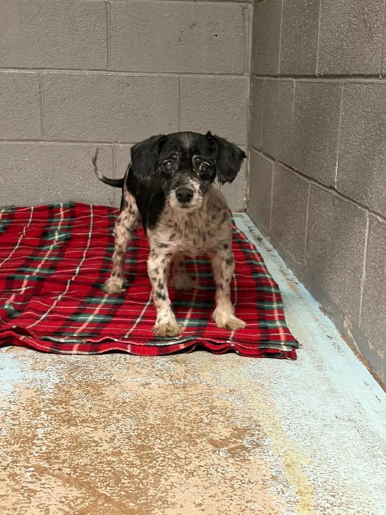 A senior small-sized male Shih Tzu dog named Bodie for adoption in Ada, OK