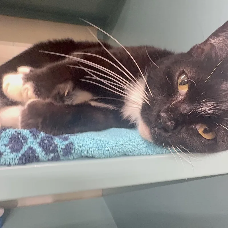An adult medium-sized female Black Domestic Short Hair cat named Sailor Moon for adoption in Boston, MA