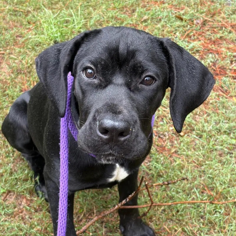A young medium-sized female Labrador Retriever dog named Loxley for adoption in Birmingham, AL