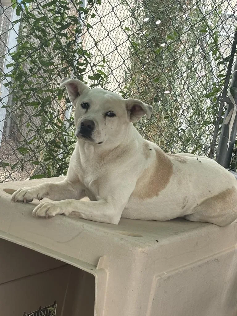 A young medium-sized female Australian Shepherd dog named Bonney for adoption in Moriarty, NM