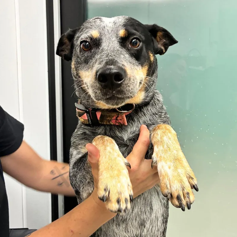 An adult medium-sized female Black Australian Cattle Dog / Blue Heeler dog named Ruthie for adoption in Abilene, TX