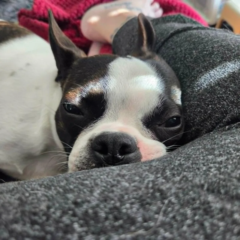 A young small-sized male Boston Terrier dog named Charlie for adoption in Chatham, NJ