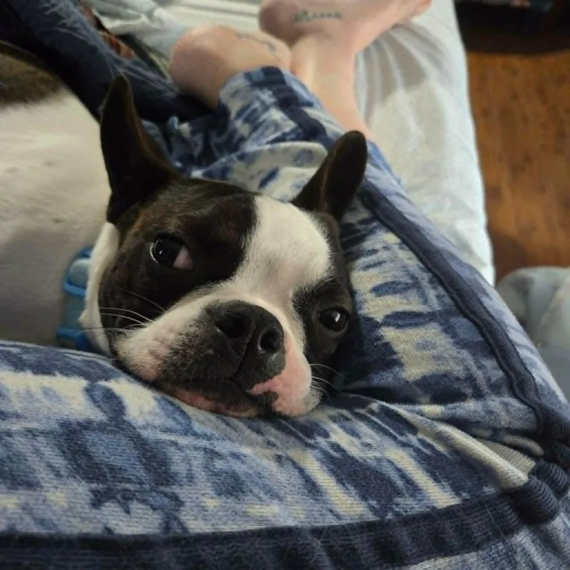 Charlie thumbnail 2