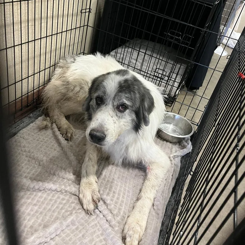 An adult large-sized male White / Cream Great Pyrenees dog named Brangus for adoption in Austin, TX
