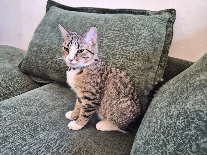 A young small-sized female Domestic Short Hair cat named Peach for adoption in Crockett, CA