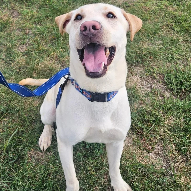 A young medium-sized male Yellow Labrador Retriever dog named Biscuit for adoption in Champaign, IL