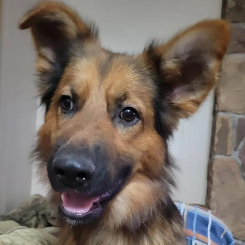 A young large-sized male Brown / Chocolate Shepherd dog named Felix for adoption in Monroe, MI