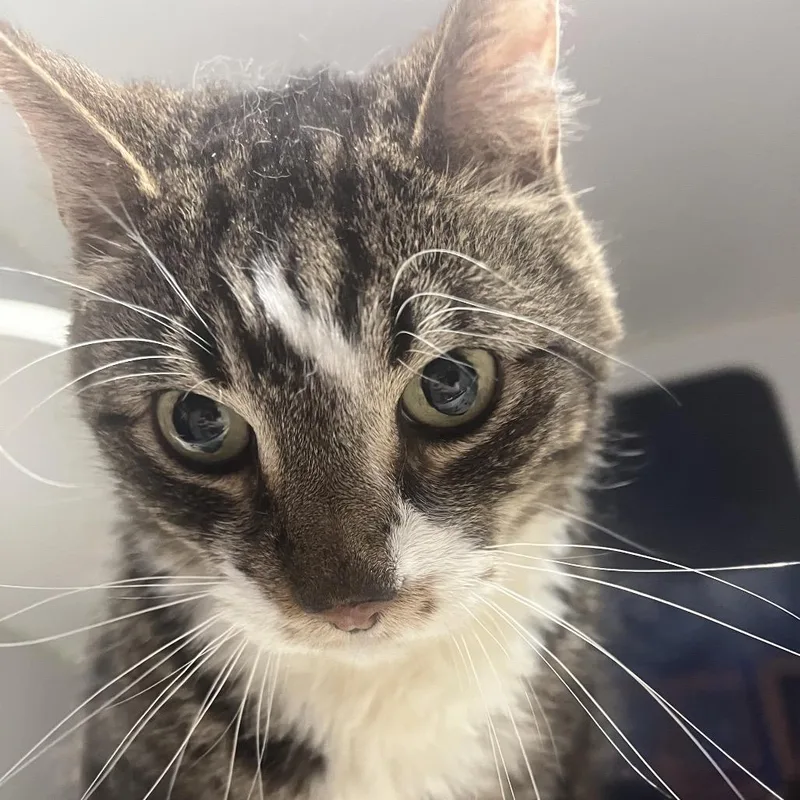 A senior large-sized male Brown / Chocolate Domestic Short Hair cat named Bud for adoption in Shawnee, KS